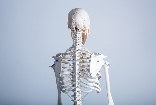 人体骨格模型の背中を写した整骨院の標本 脊椎・骨盤構造