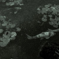 池を泳ぐ鯉をノイズ映像で表現したホラーの写真