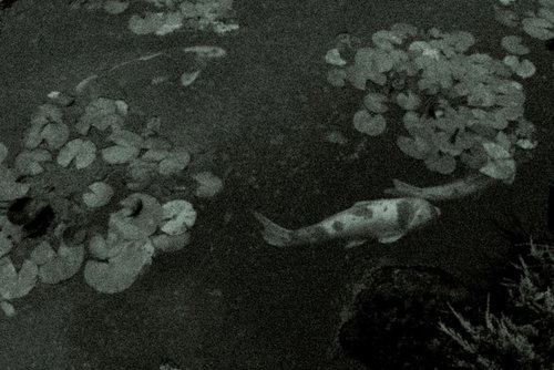 Koi Swimming in the Pond (Noise)