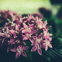 フィルム写真に映る濃いピンク色の小さな花の写真