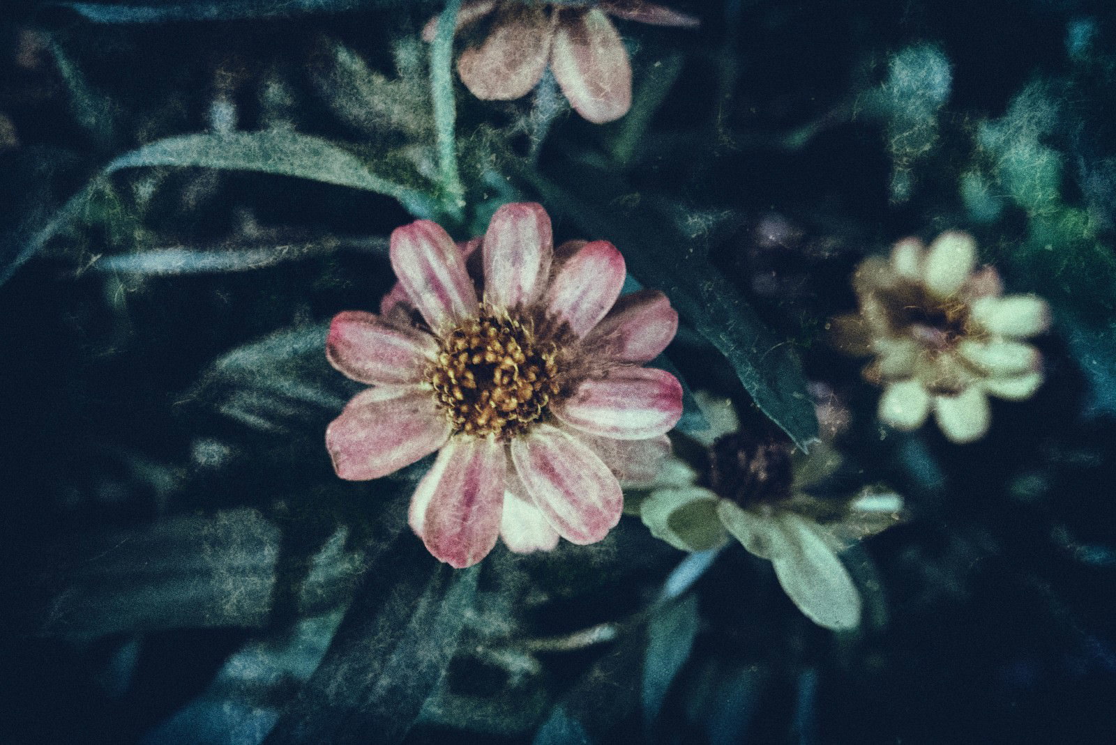 ノイズが入ったフィルム写真で撮影したピンク色の花と白い花びらの接写