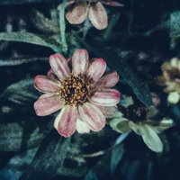 散る間際の花にのるノイズ（フィルム写真）の写真
