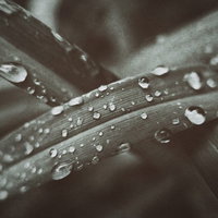 雨粒がたくさん付いた笹の葉と水滴の写真