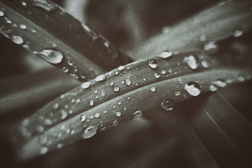 雨粒がたくさん付いた笹の葉と水滴