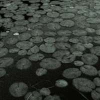 池の蓮をモノクロで撮影した高感度ノイズが映る水面の密集風景の写真
