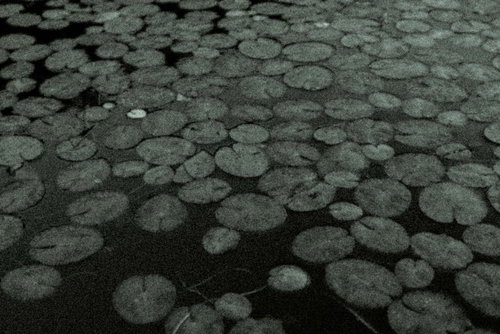 Lotus in the Pond (Monochrome)