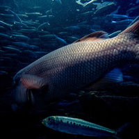 水槽の中を泳ぐ大型魚と魚群の写真