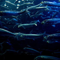 深い海を泳ぐ魚の群れ - 水族館の回遊魚群泳の写真