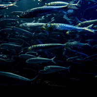 水族館の水槽を泳ぐ魚群 イワシやサバなどの青魚が群れをなすの写真