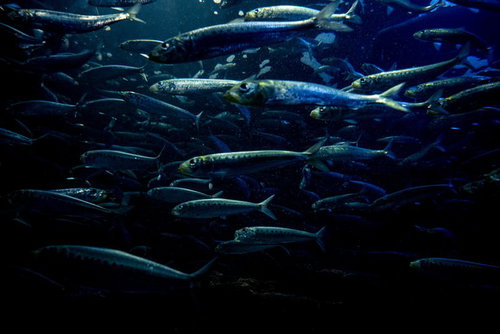 水族館の水槽を泳ぐ魚群 イワシやサバなどの青魚が群れをなす