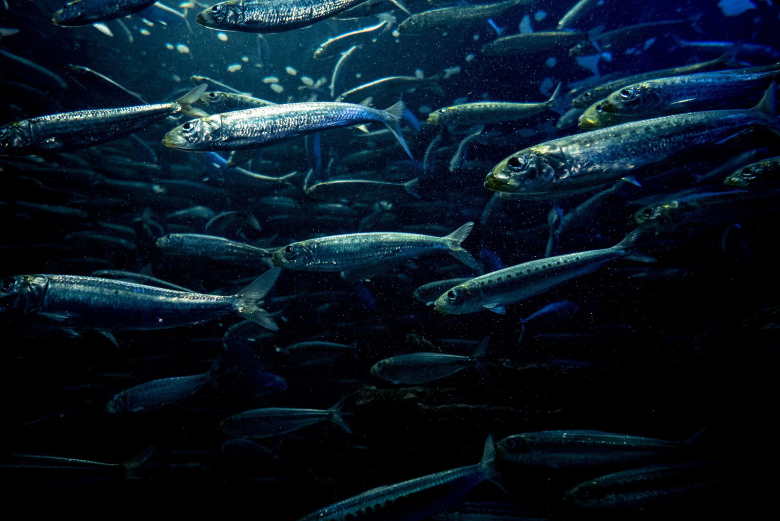 深い海で群れをなして泳ぐ銀色に輝く小魚たち