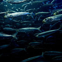 深い海を群れで泳ぐ銀色の魚たちの写真