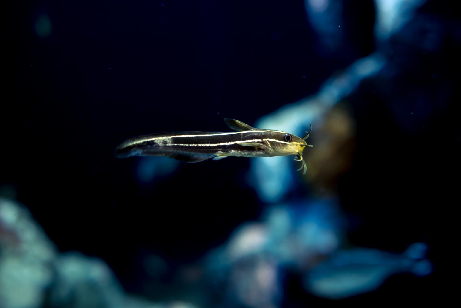 水槽内を泳ぐゴンズイ。細い体に白い側線とひげが特徴の淡水魚