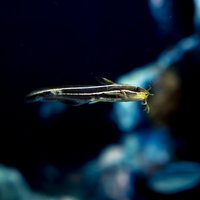 ゴンズイ 水中を泳ぐ淡水魚 水槽内で遊泳する観賞魚の写真