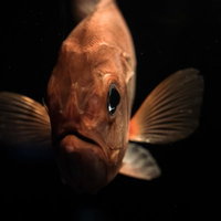 深海魚が正面を凝視する怖い顔、黒い背景で睨みつけるの写真