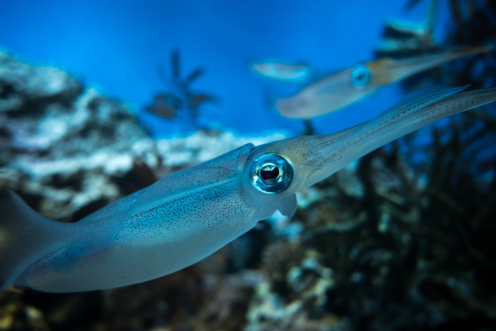 水族館の青い水中で、青い瞳をしたヤリイカが正面を向いている