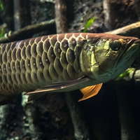 水族館の水槽で泳ぐでっかいアロワナの全身の写真