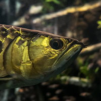 水槽で泳ぐ黄金色のアロワナの写真