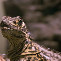 ギョロ目のトカゲの横顔アップ｜爬虫類の瞳孔と鱗の詳細の写真