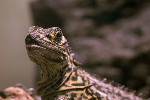 ギョロ目のトカゲの横顔アップ｜爬虫類の瞳孔と鱗の詳細