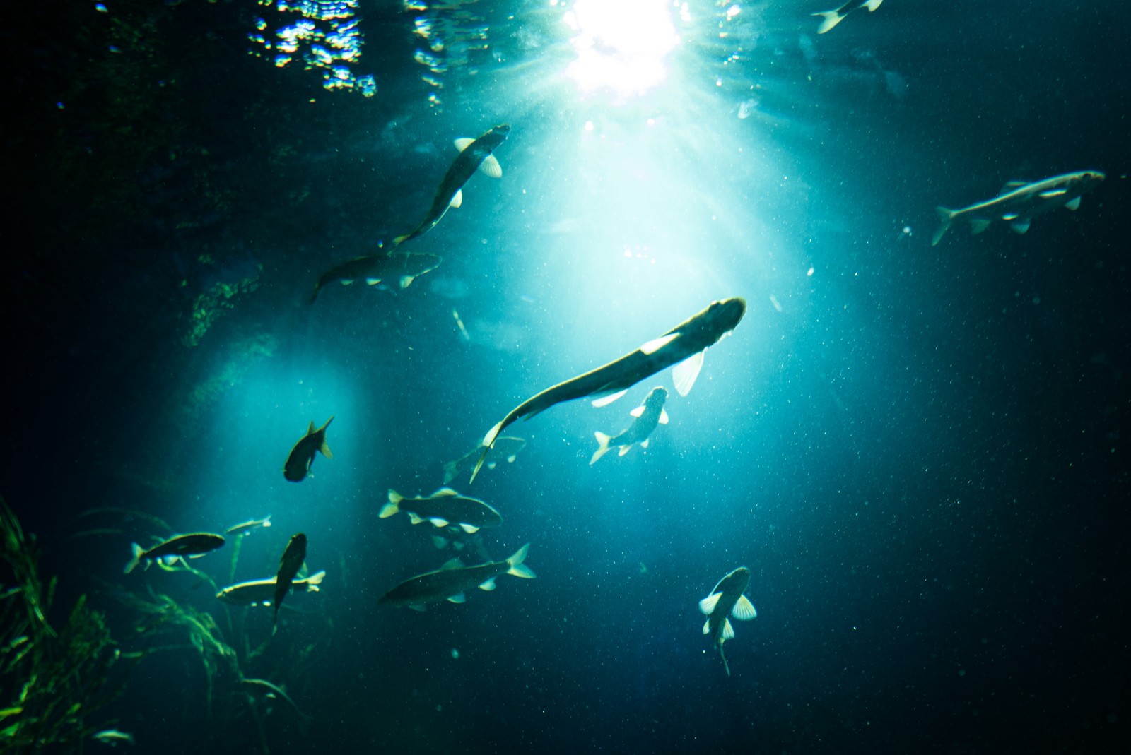 水槽の中で光に照らされながら泳ぐ複数の魚のシルエット