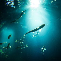 日の光に照らされた水槽を泳ぐ魚のシルエットの写真