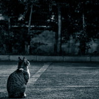 夜の駐車場で上を見つめる野良猫の横顔、白く光る胸部の写真