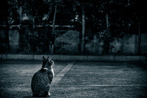The Loyal Cat