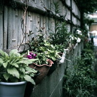 下町の路地裏に咲く鉢植えのガーデニング、古い建物沿いの緑と花の写真