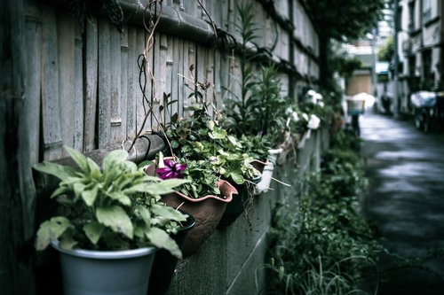 下町の路地裏に咲く鉢植えのガーデニング、古い建物沿いの緑と花