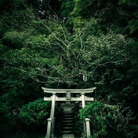 深緑の森に囲まれた神社の鳥居と参道の石段の写真