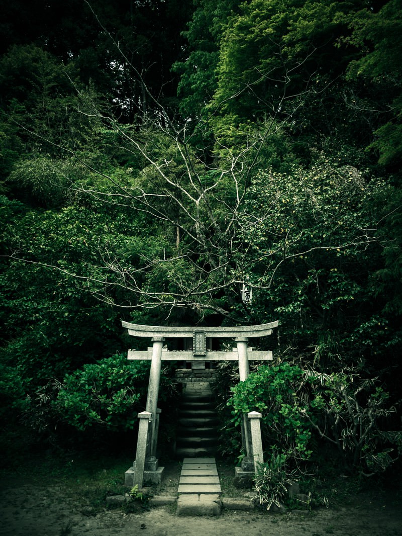 深緑の樹海に囲まれた白い鳥居と苔むした石段がある神社の参道