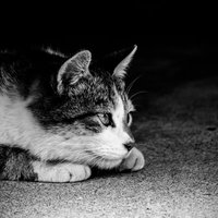 夜間に身構える猫（モノクロ）の写真