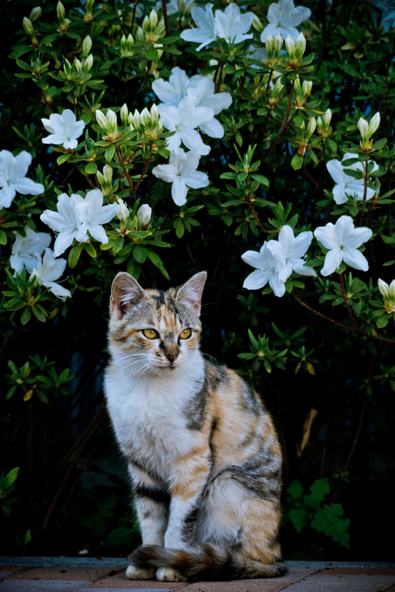 白い花の前で座った猫がカメラを見つめている