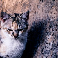 壁沿いでクールに決める猫の表情と姿勢の写真