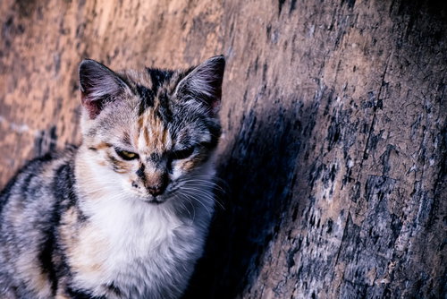 壁沿いでクールに決める猫の表情と姿勢