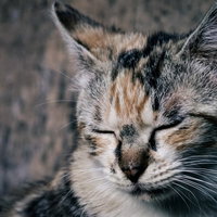 目を閉じるブチネコの子猫の写真