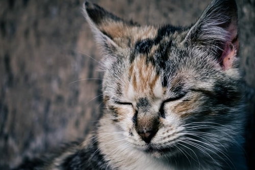 目を閉じてくつろぐブチネコ、トラ模様の野良猫