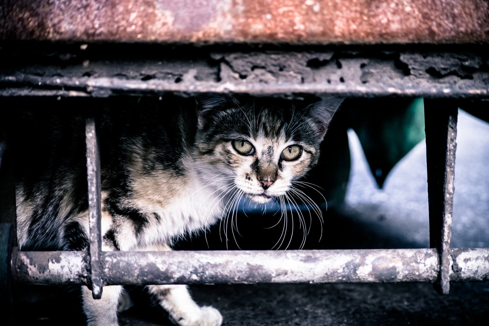 古い鉄製の柵から顔を出し、前方を見つめるやせ細った野良猫