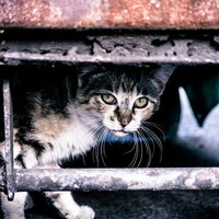 鉄製の柵から顔を出すやせ細った野良猫の表情の写真