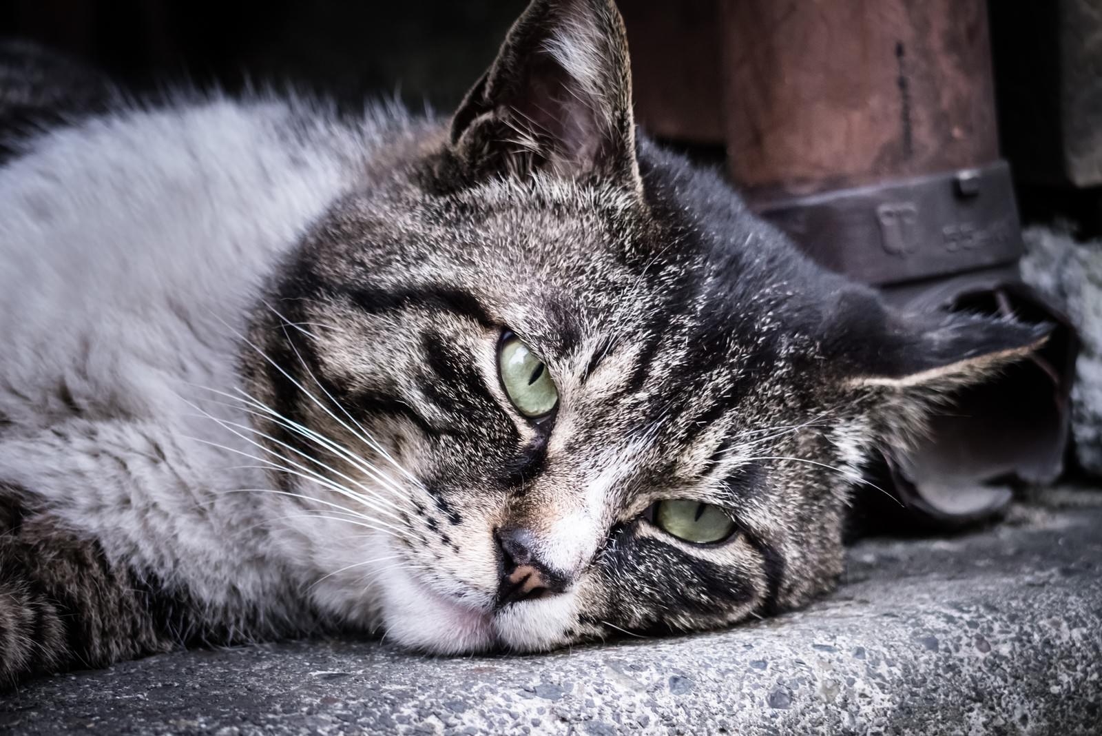 コンクリートに横たわりカメラを見る緑目の野良猫