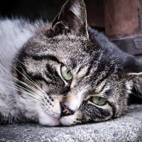 地面に横たわる野良猫の寝姿、舗装路上での昼寝の写真