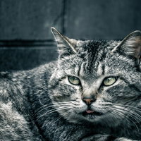 ねこまっしぐら、鋭い眼差しで見つめるトラ猫の写真