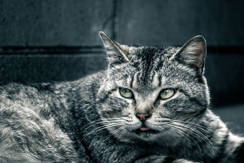 ねこまっしぐら、鋭い眼差しで見つめるトラ猫