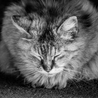 うたたねこ、路上で静かに眠る茶白の野良猫の写真