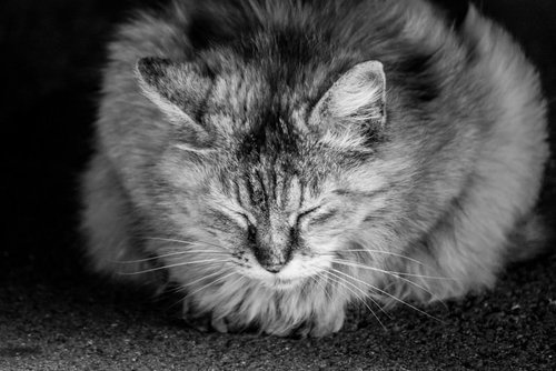 うたたねこ、路上で静かに眠る茶白の野良猫