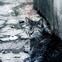 振り返る野良猫の横顔、警戒心あらわなキジトラ猫の写真