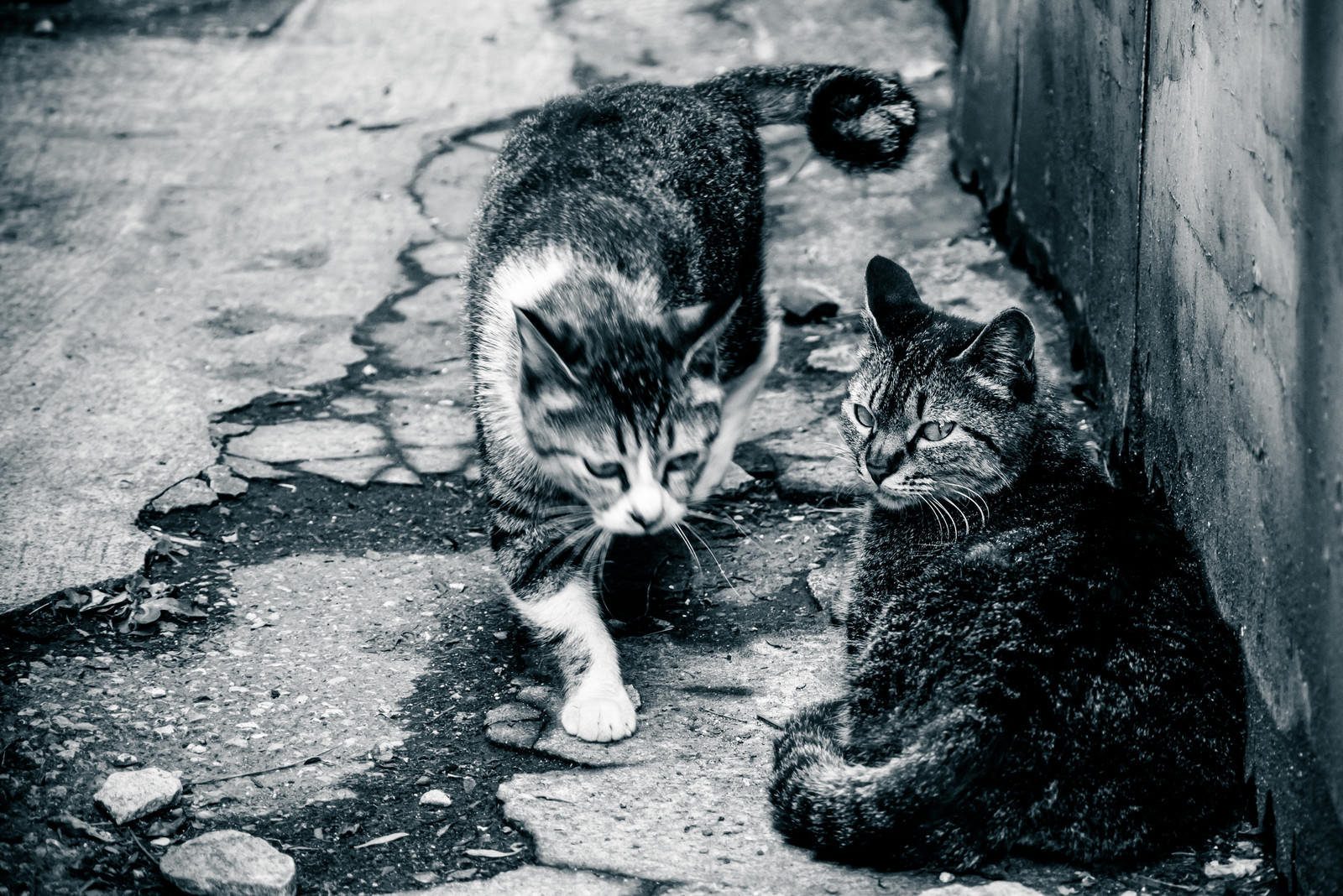 路地裏にいる2匹の野良猫。白黒の猫と黒い猫が距離を置いて座っている