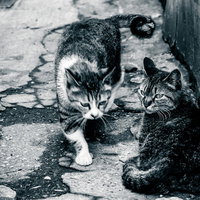 地元の強者に道をゆずる野良猫たちの写真