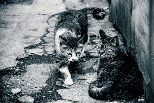 A Cat Yielding the Path to the Local Tough Guy